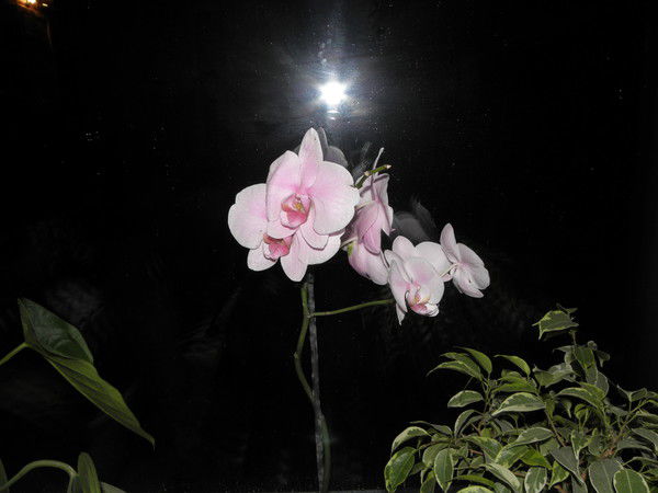 Нелли Кузнецова