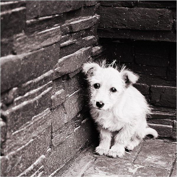 Светлана Егорова