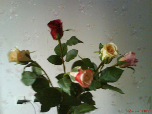 Катрин Брегова