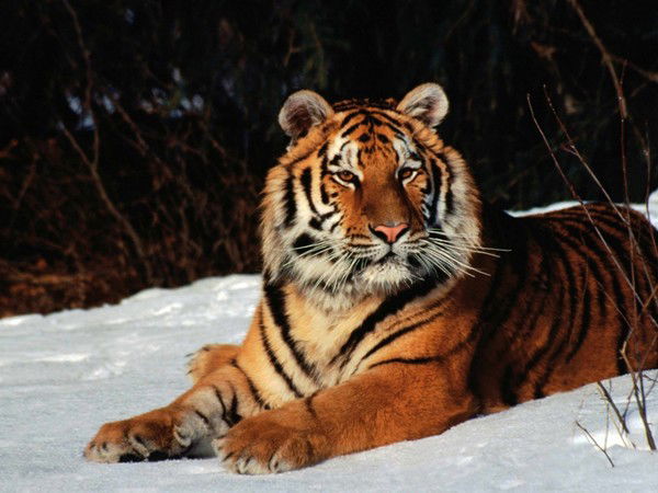 Олег Кисурин