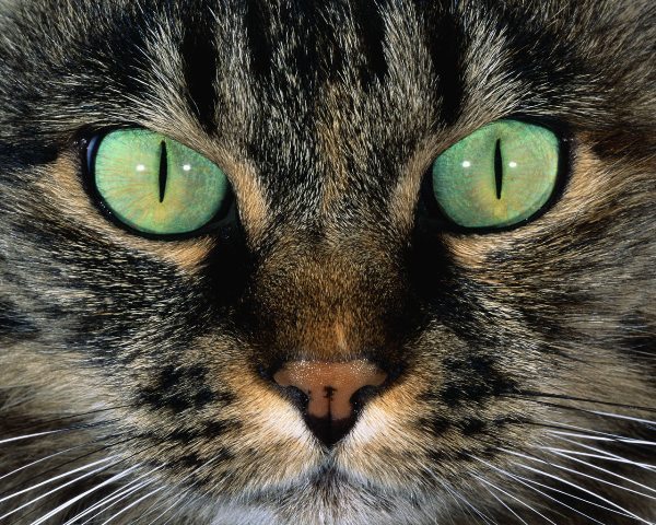 Павел Месенёв