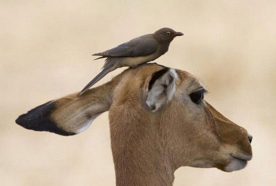 Роман Биженко