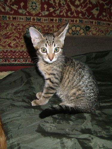 Анна Ермакова