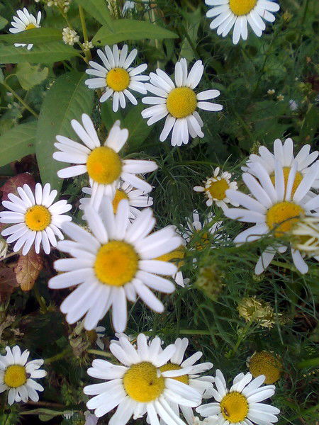 Марина Касперович