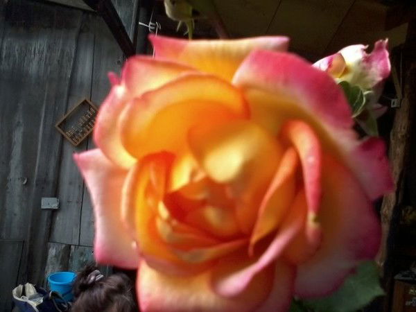 Валентина Никитенко