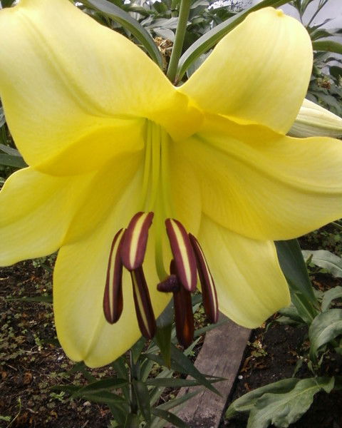 Эльвира Камалова