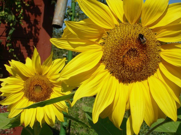 Игорь Кузнецов