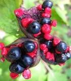 Лидия Бакай