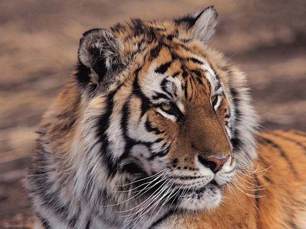 Александр Головко