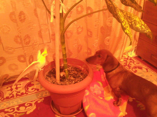 Светланалебедева Тихонюк