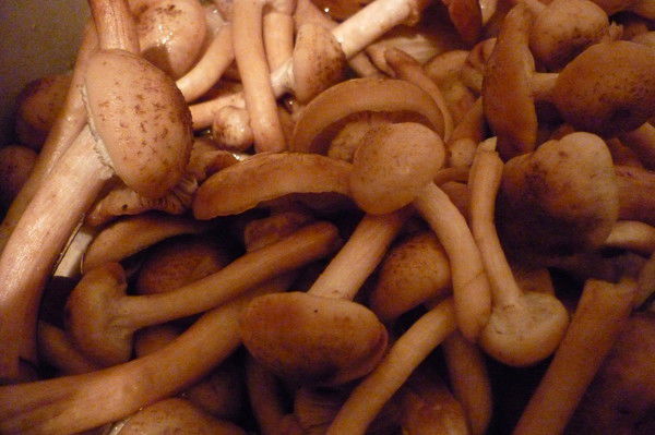 Валерия Кустова