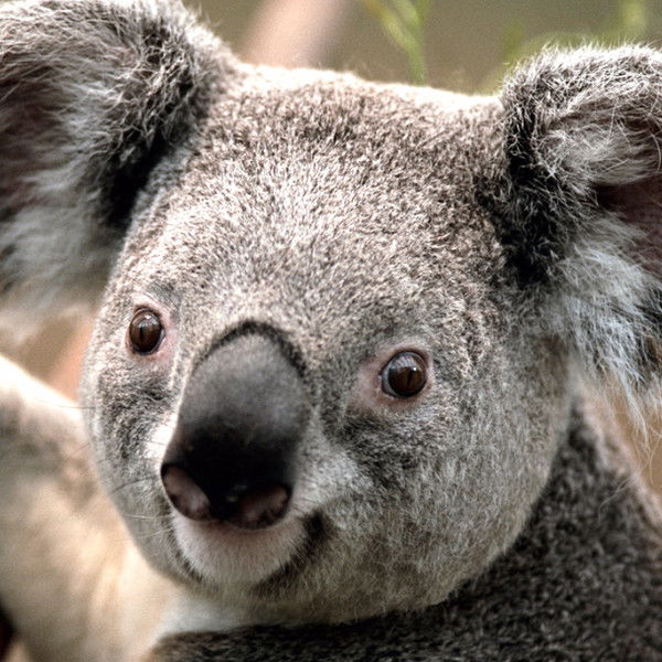 Алексей Пономарев