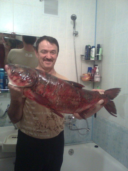 Яват Султанов