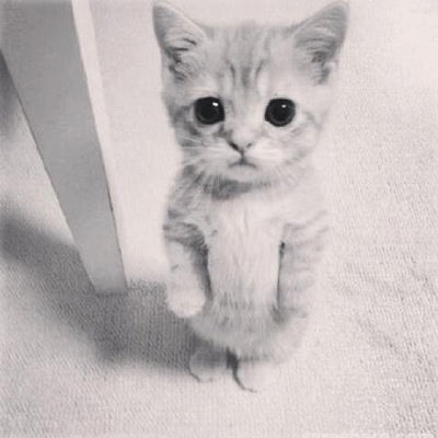 Вера Кочеткова