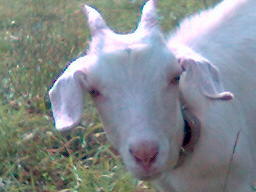 Андрей Низов