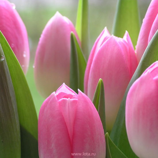 Эльвира Довиденко