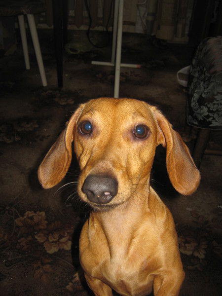 Света Крылова