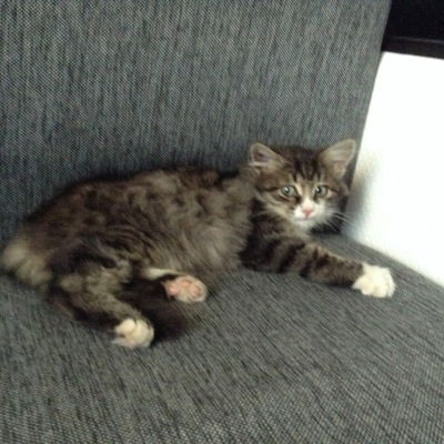 Артём Козин