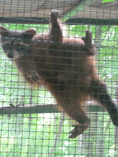 Андрей Лазутин