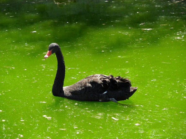 Олеся Дронь