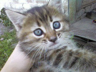 Полина Петрова