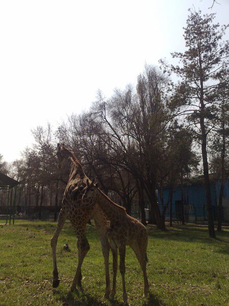 Сергей Зубенко