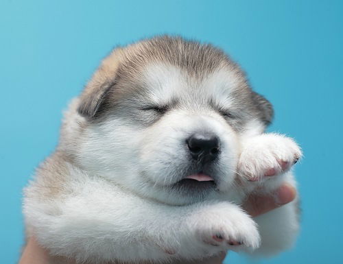 Слава Аксаков