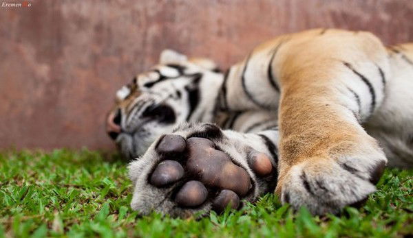 Сергей Логвиненко