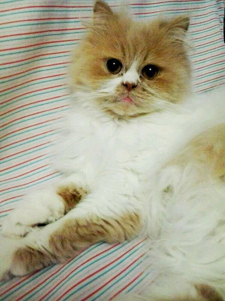 Ирина Фомина