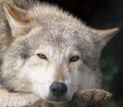 Куаныш Куаныш