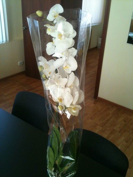 Светлана Афанасьева