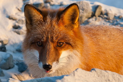 Ирина Иванова