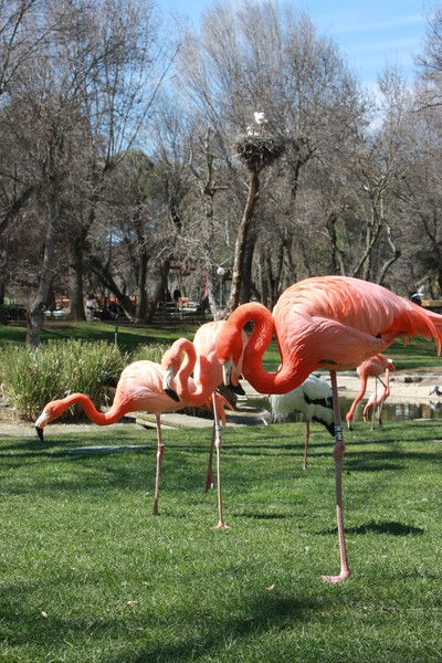 Русалочка ****