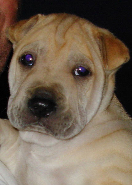 Василий Литвак