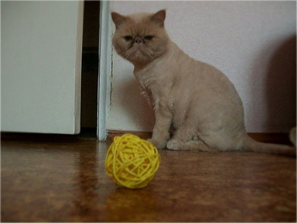 Надежда Ткачёва