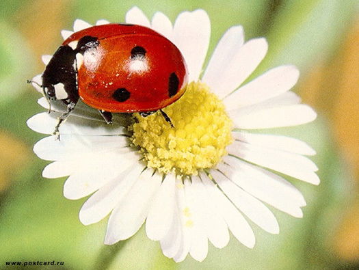 Алиса Селезнёва