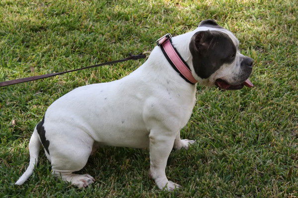 Георгий Синёв