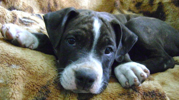 Тимур Нургазин