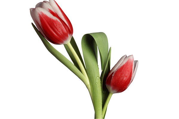 Эльмира Саулеева