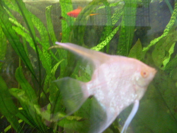 Светлана Дорофеевa