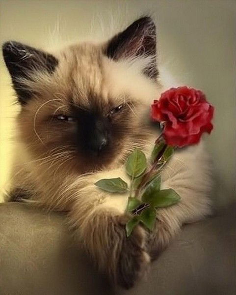 Азалия Сайфуллина