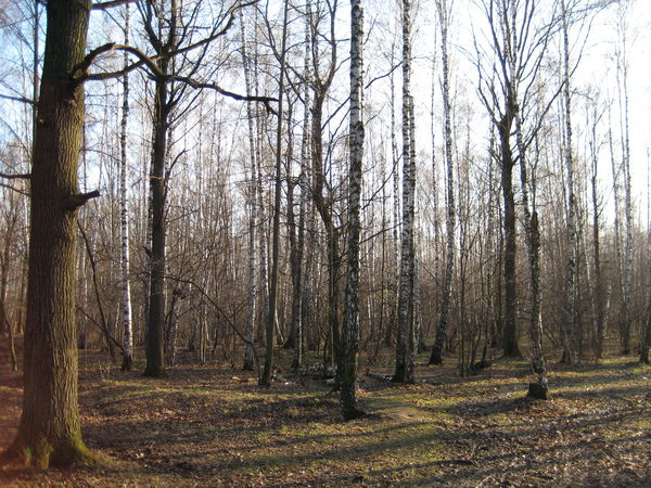 Михаил Адаев