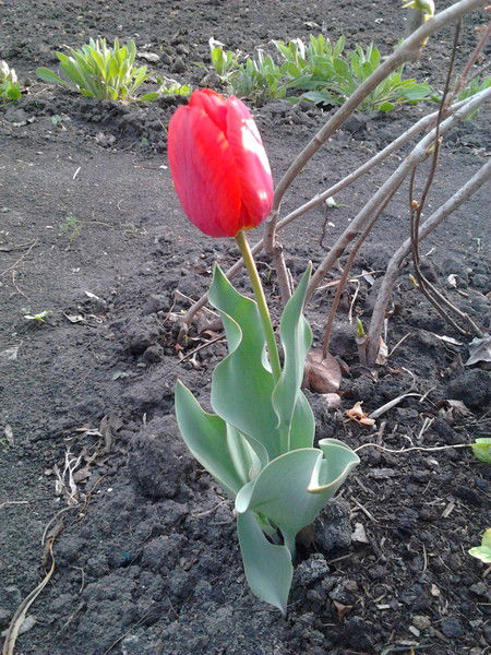 Юлия Комарова