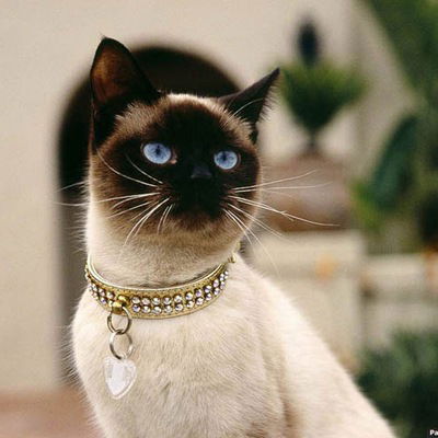 Виктория Филипская