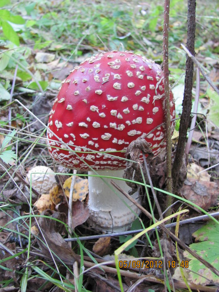 Татьяна Концевая