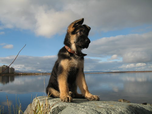 Яналов Андрей