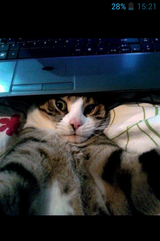 Никита Монин