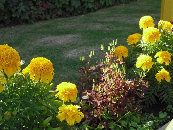 Ольга Шиленко