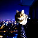 Дмитрий Корякин