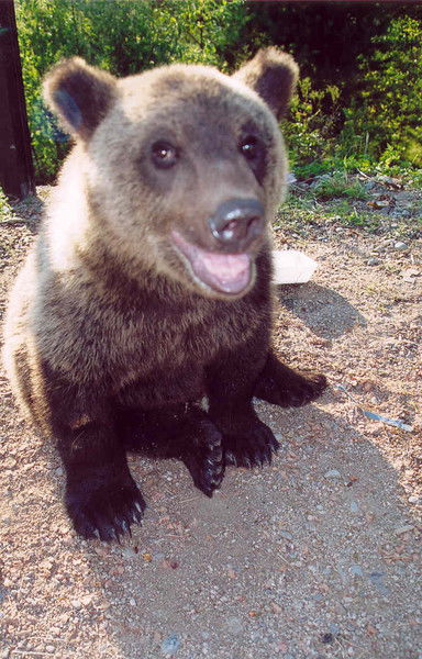 Андрей Новиков